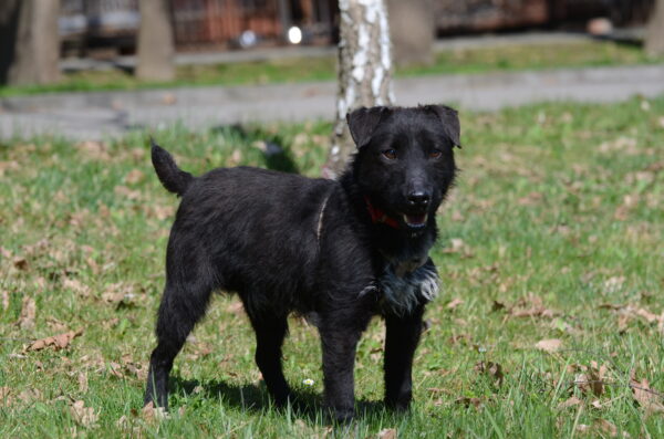 Zorro - obrazek 2