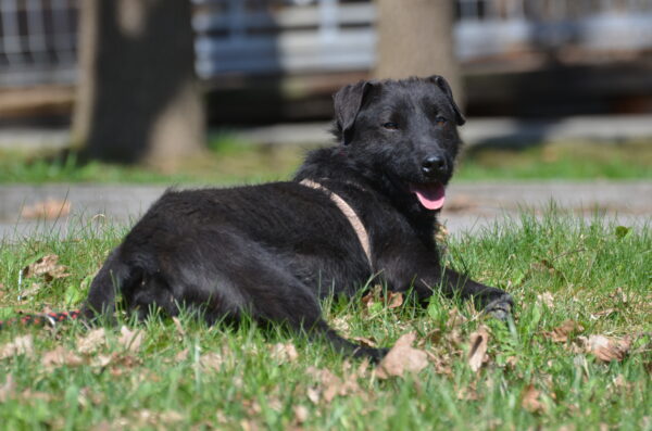 Zorro - obrazek 3