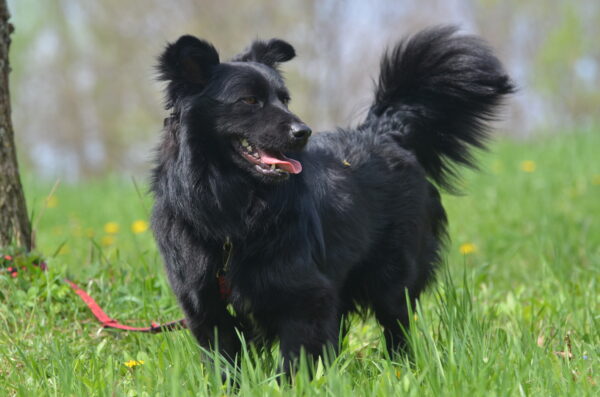 Eddie - obrazek 7
