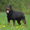 Gacek - obrazek 2