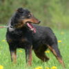 Gacek - obrazek 3