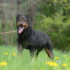 Gacek - obrazek 4