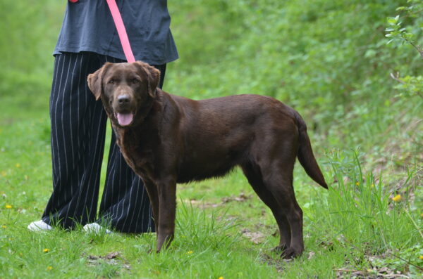 Roxy - obrazek 2