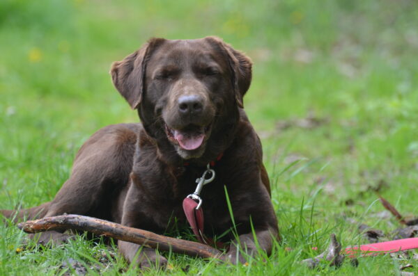 Roxy - obrazek 4