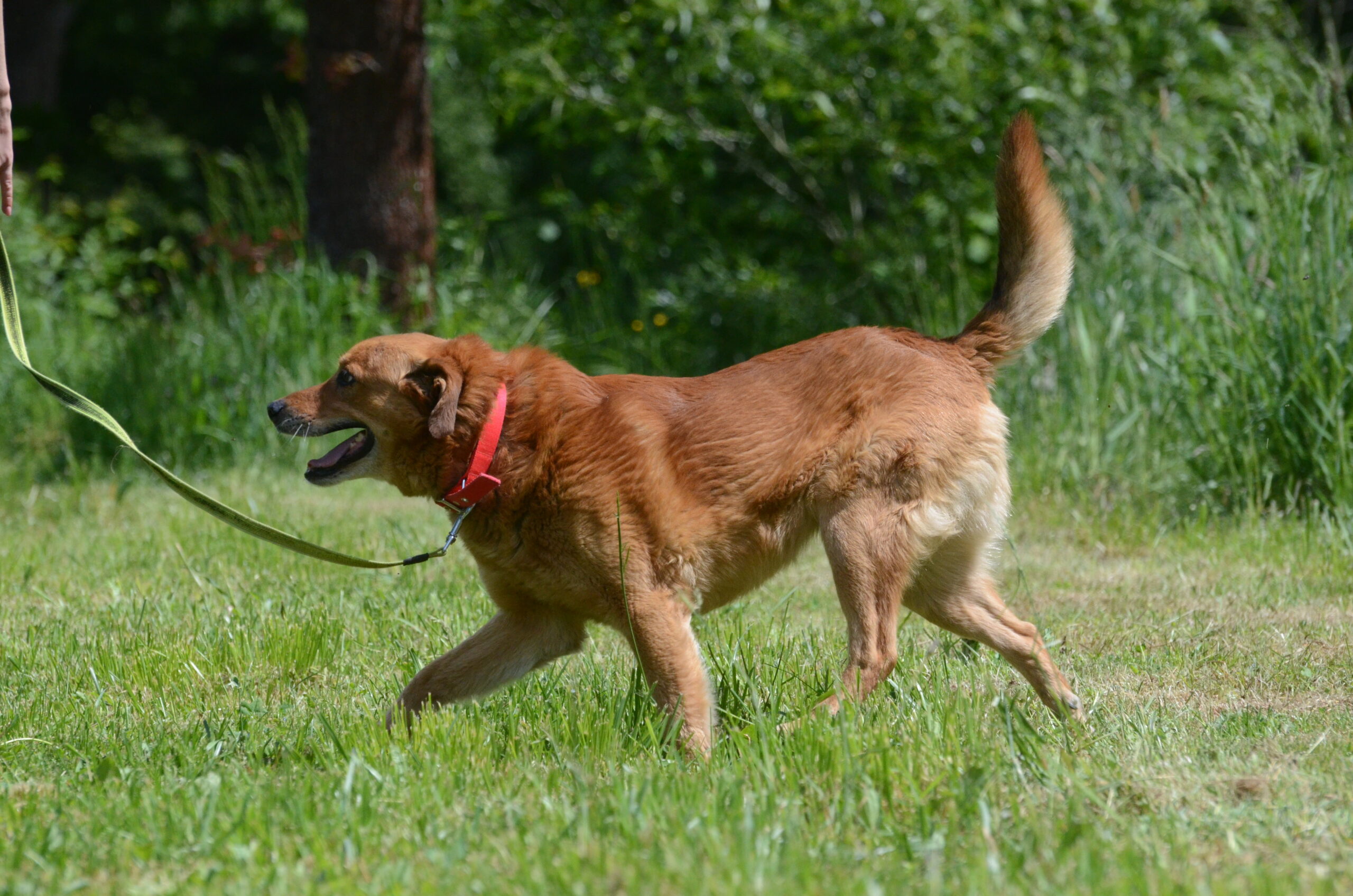 Floki - obrazek 8