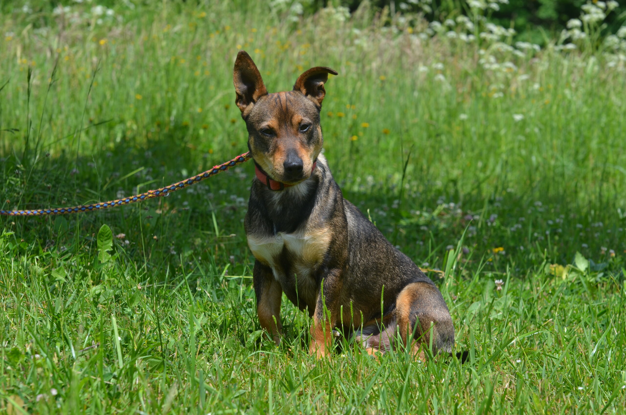 Pepper - obrazek 2