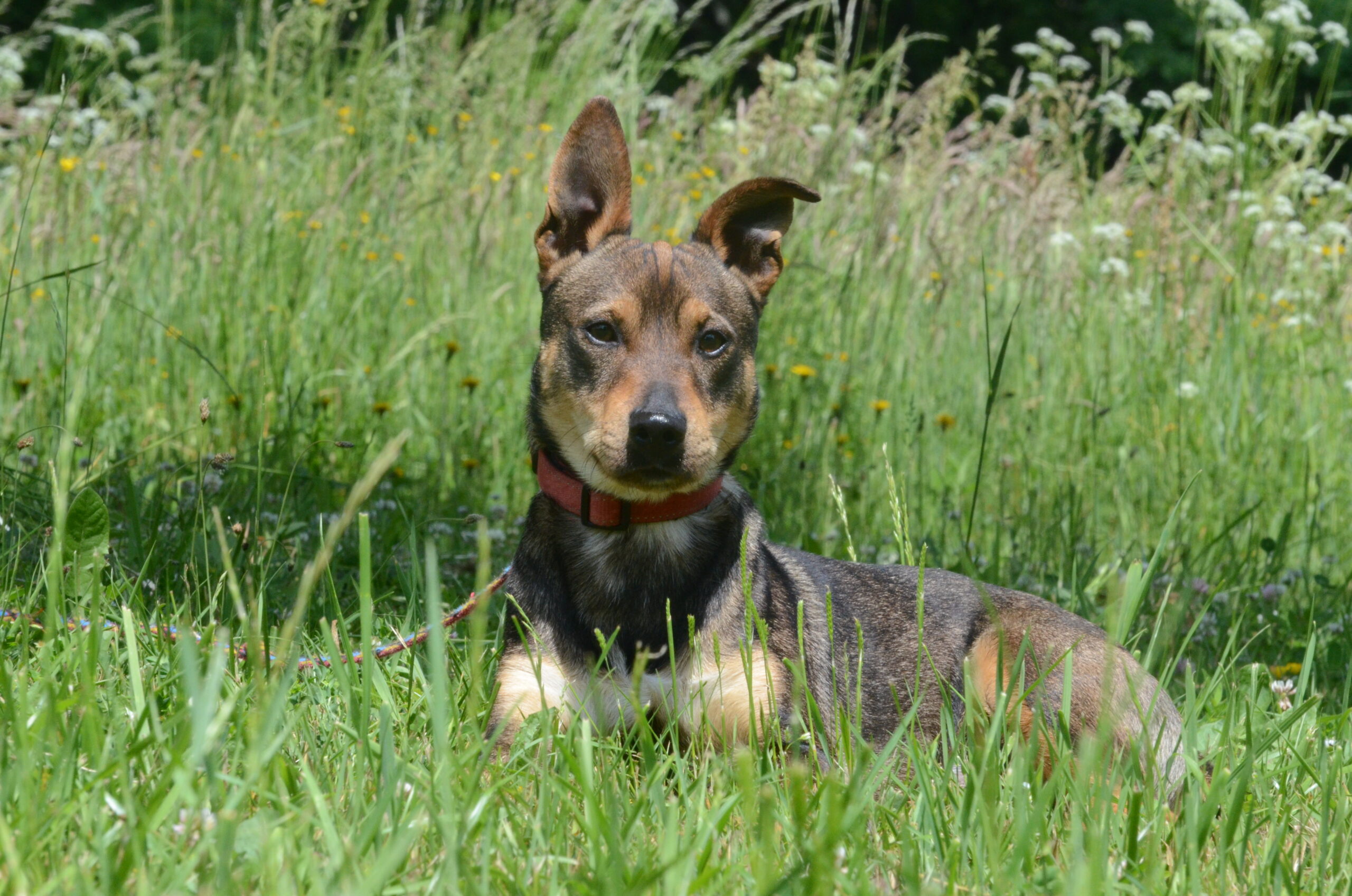 Pepper - obrazek 4