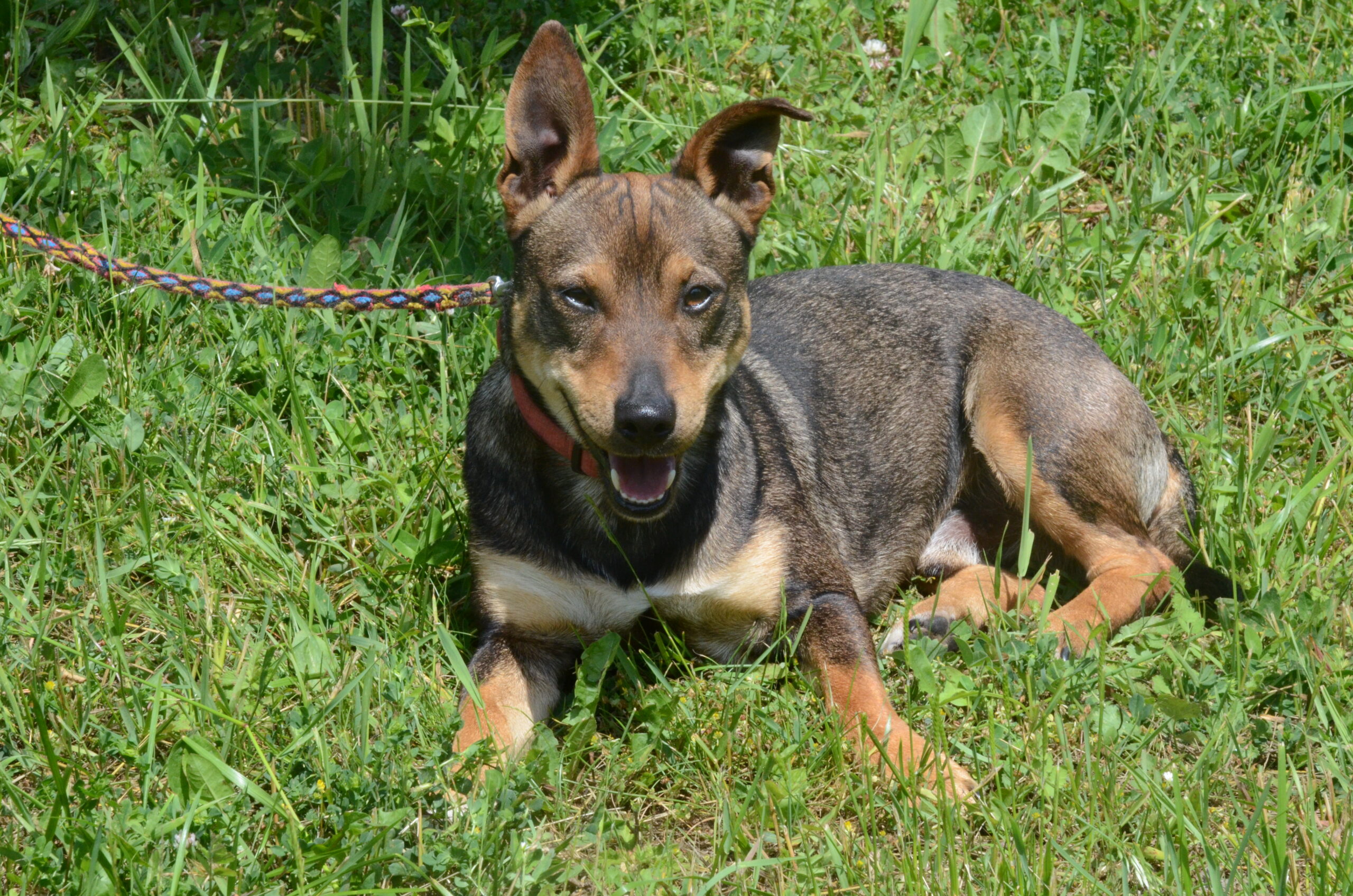 Pepper - obrazek 5
