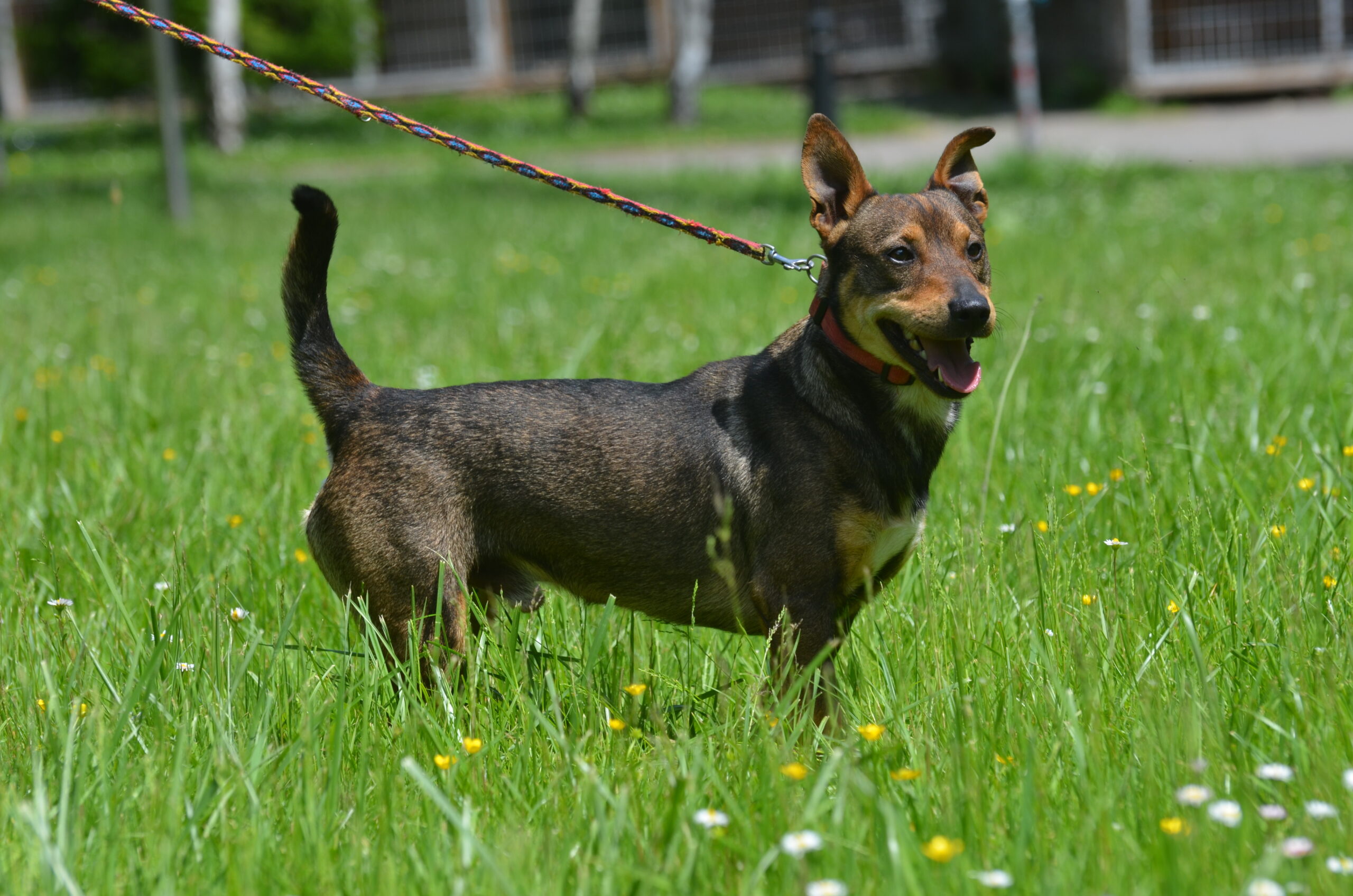Pepper - obrazek 7